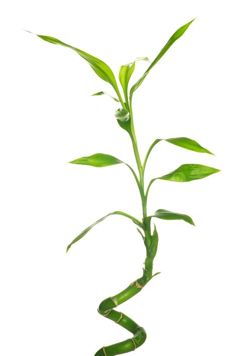 竹子生長方式 一般照片尺寸